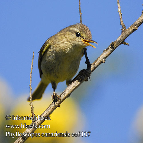 Mosquitero Canario Mosquiter canari Kanariantiltaltti