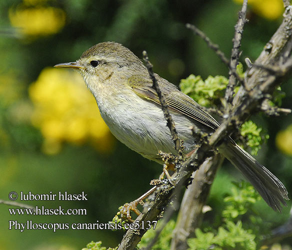 Pouillot Canaries Luì delle Canarie カナリアチャフチャフ Budongo-boszanger