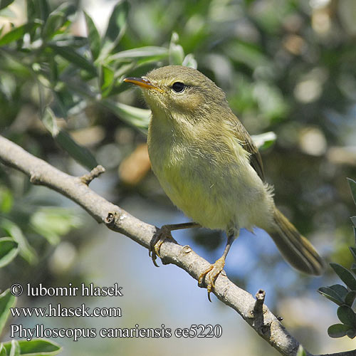 Phylloscopus canariensis ee5220