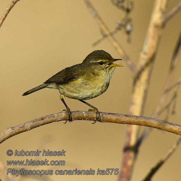 Phylloscopus canariensis Canary Islands Chiffchaff Canarian