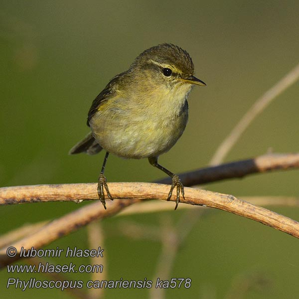 Phylloscopus canariensis Budníček kanárský