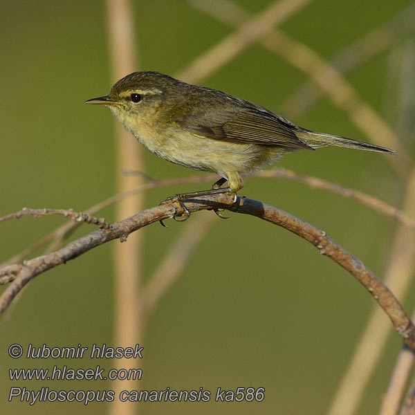 Phylloscopus canariensis Kanarenzilpzalp-canariensis