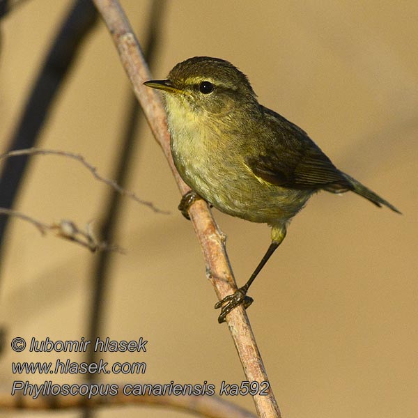 Phylloscopus canariensis Kanarisk Gransanger