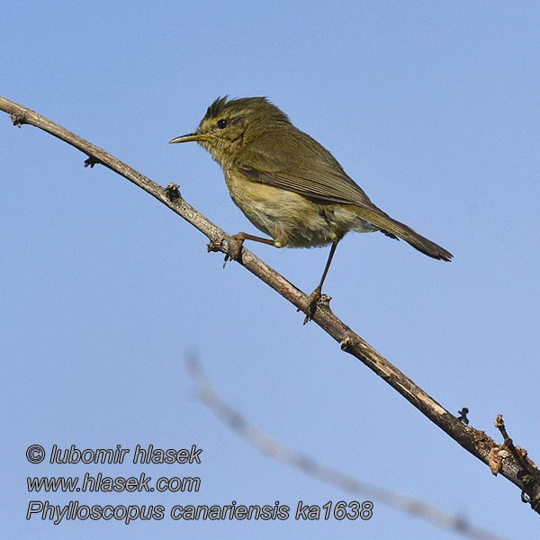 Phylloscopus canariensis Kanarska listnica Канарская пеночка