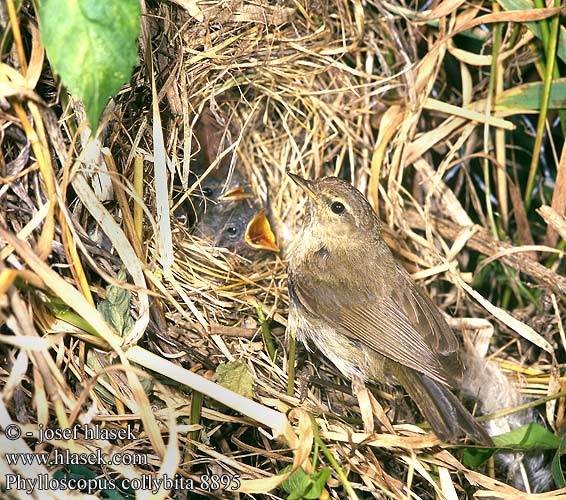 Phylloscopus collybita Chiffchaff Zilpzalp