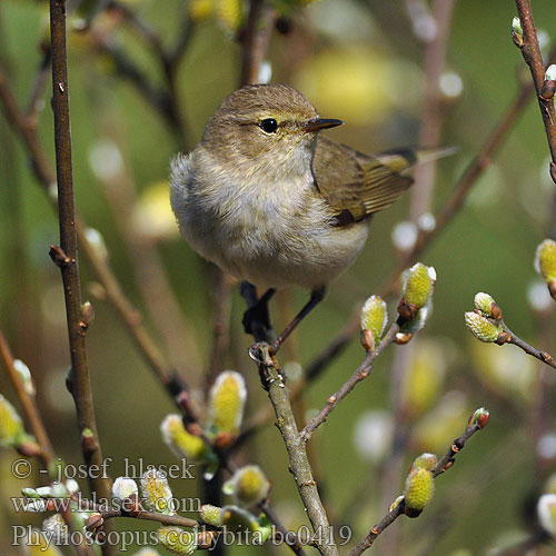 Phylloscopus collybita bc0419