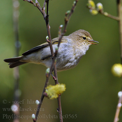 Phylloscopus collybita bc0565