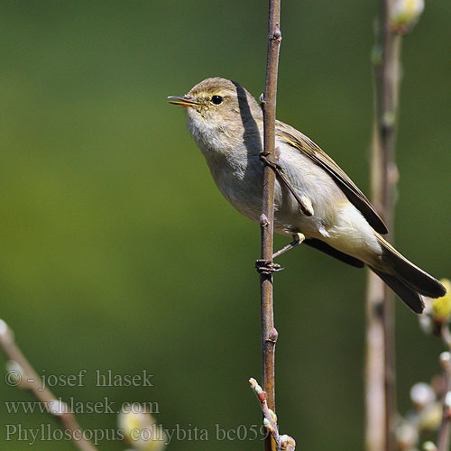 Phylloscopus collybita bc0594