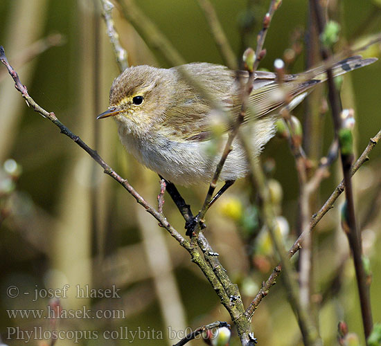 Phylloscopus collybita bc0609