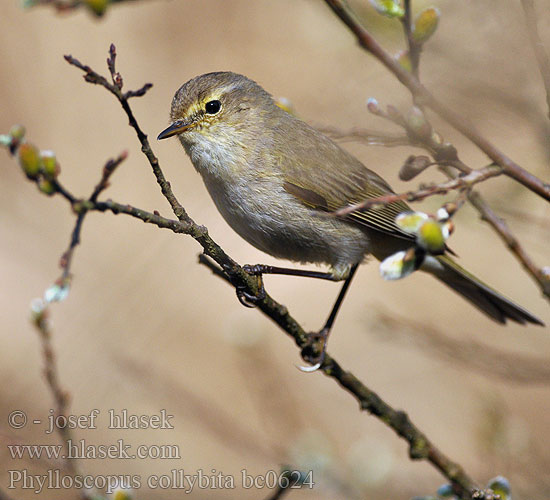 Çıvgın עלווית חורף Phylloscopus collybita