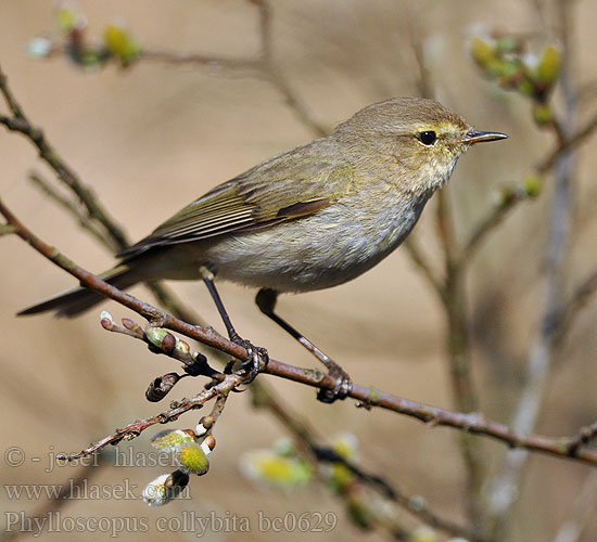 Chiffchaff Zilpzalp Pouillot véloce