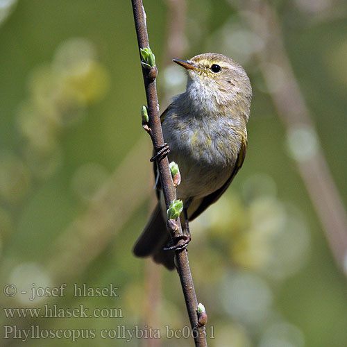 Phylloscopus collybita bc0631