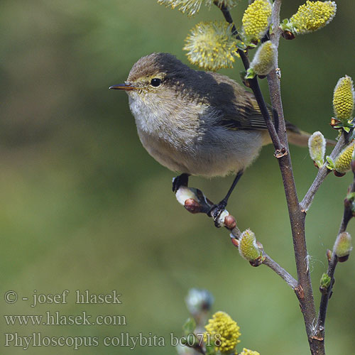 Pouillot véloce Mosquitero Común