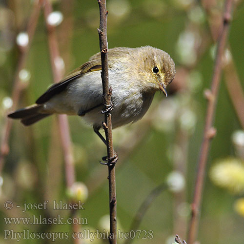 Phylloscopus collybita bc0728