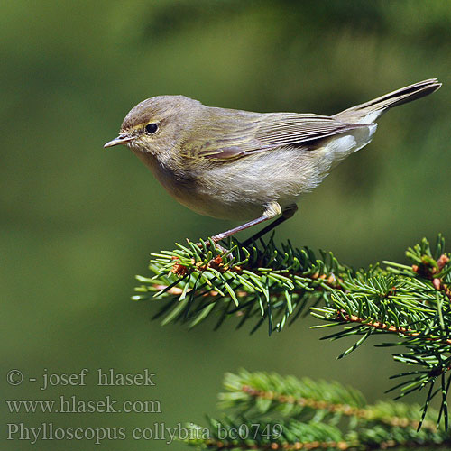 Phylloscopus collybita bc0749