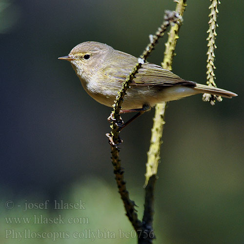 Phylloscopus collybita bc0756