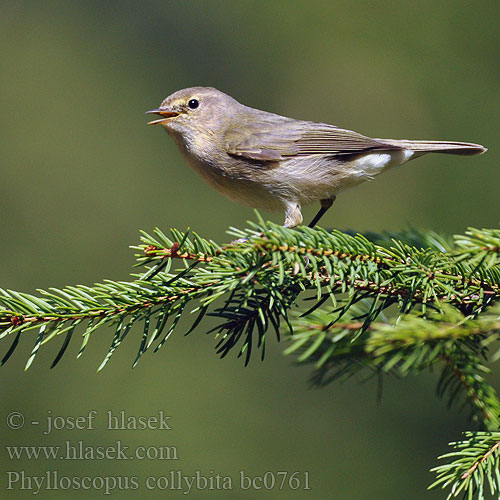 Phylloscopus collybita bc0761