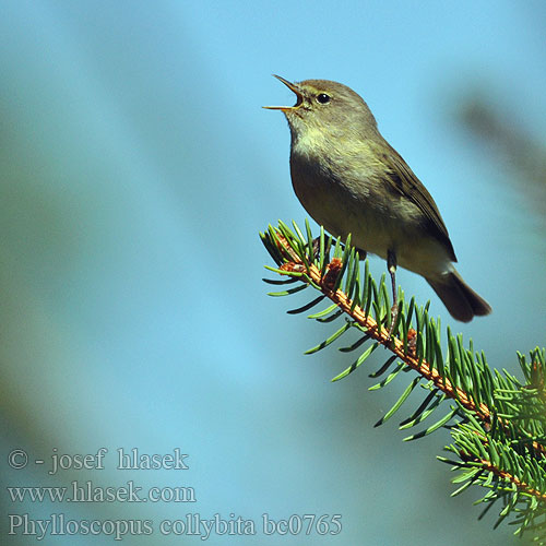 Phylloscopus collybita bc0765