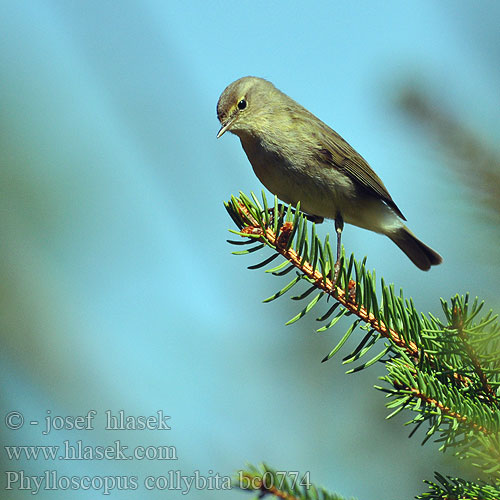 Phylloscopus collybita bc0774