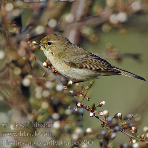 Phylloscopus collybita bc0800