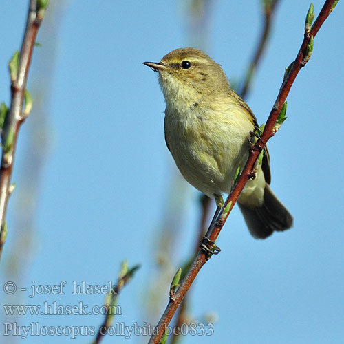 Phylloscopus collybita bc0833