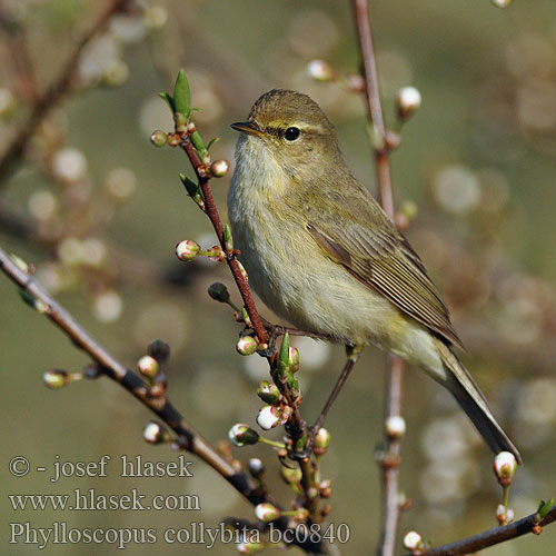 Phylloscopus collybita bc0840