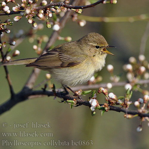 Phylloscopus collybita bc0863