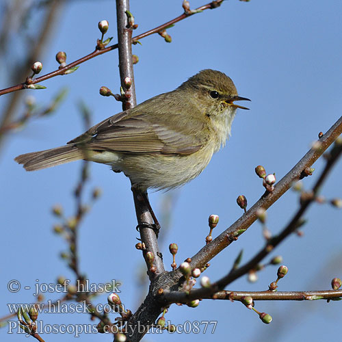 Phylloscopus collybita bc0877