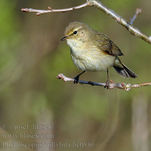 Phylloscopus collybita bc0886