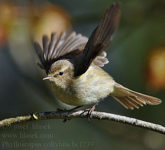 Phylloscopus collybita bc1239