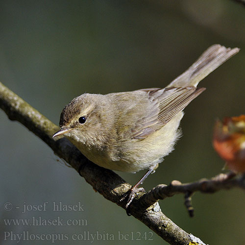 Phylloscopus collybita bc1242