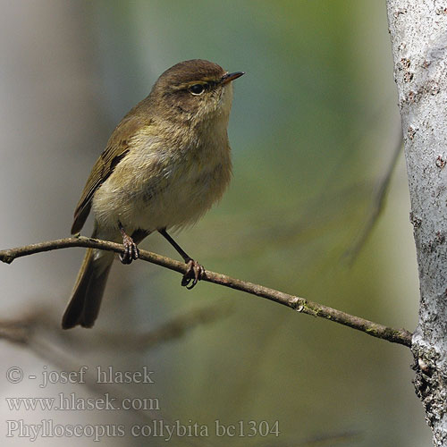 Phylloscopus collybita bc1304