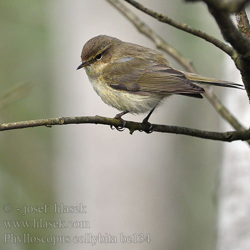 Phylloscopus collybita bc1343