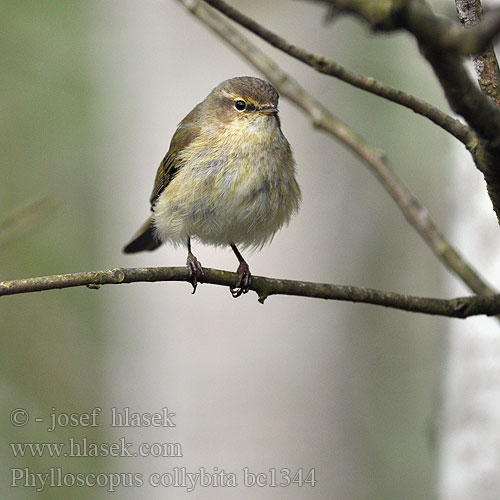 Phylloscopus collybita bc1344