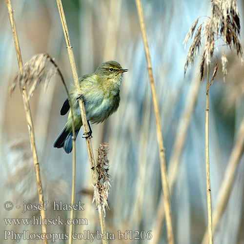 Zilpzalp Pouillot véloce Mosquitero Común