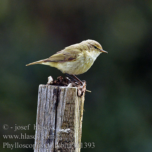 Pouillot véloce Mosquitero Común Budníček menší