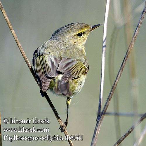 Phylloscopus collybita fb6061