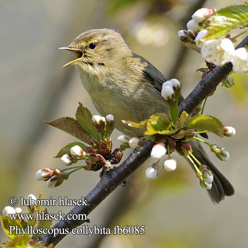 Chiffchaff Zilpzalp Pouillot véloce Mosquitero Común