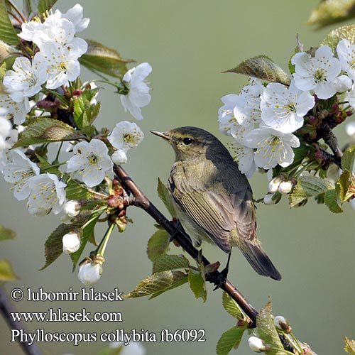 Chiffchaff Zilpzalp Pouillot véloce