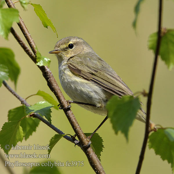 Zilpzalp Pouillot véloce Mosquitero Común