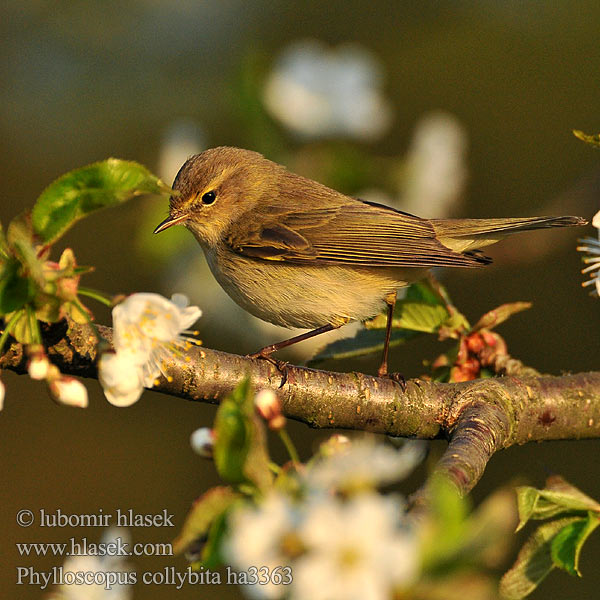 Pouillot véloce Mosquitero Común Budníček menší