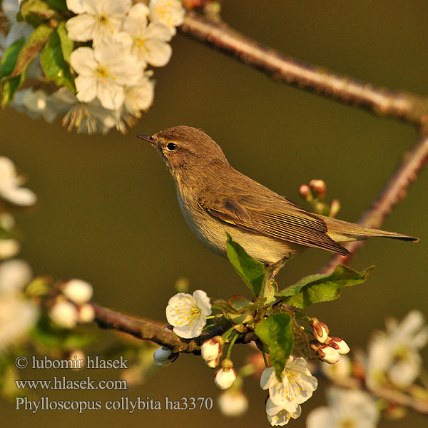 Mosquitero Común Budníček menší