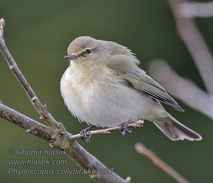 Phylloscopus collybita