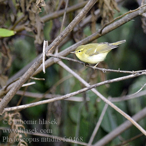 Phylloscopus nitidus Green Leaf-Warbler Budníček žlutavý Wacholder-Laubsänger Kaukasisk Lundsanger Mosquitero Verde Kaukasianuunilintu Pouillot Caucase Luì nitido ヤナギムシクイ Groene Fitis Swistunka kaukaska Kolibiarik zelenkavý Вівчарик жовточеревий Yeşil Çıvgın Пеночка желтобрюхая