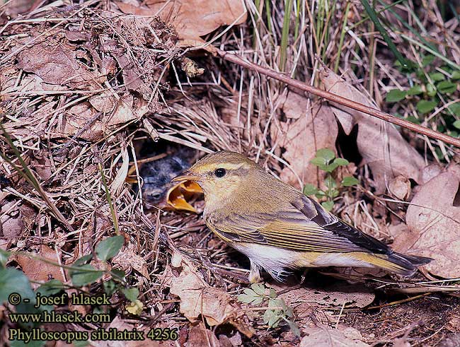 Phylloscopus sibilatrix Wood Warbler Waldlaubsänger