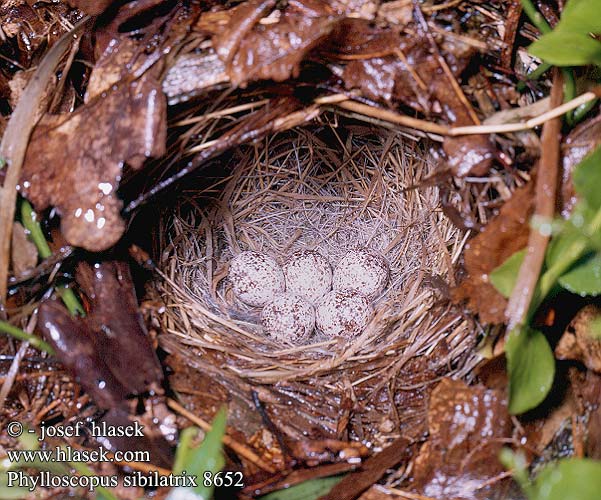 Phylloscopus sibilatrix 865