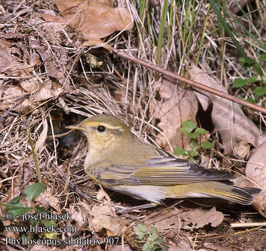 Pouillot siffleur Mosquitero Silbador Budníček lesní