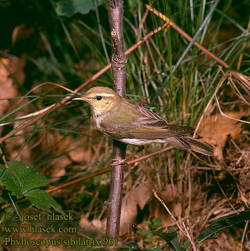 Phylloscopus sibilatrix 961