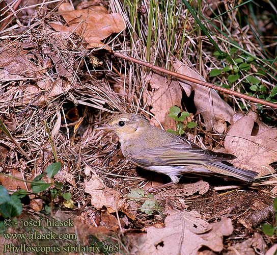 Phylloscopus sibilatrix 965