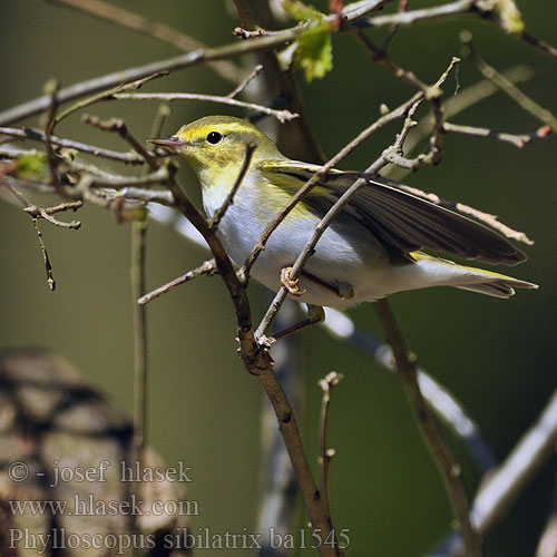 Phylloscopus sibilatrix bc1545